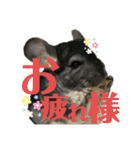日常にチンチラを添える（個別スタンプ：4）