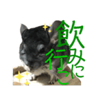 日常にチンチラを添える（個別スタンプ：10）