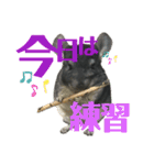 日常にチンチラを添える（個別スタンプ：11）