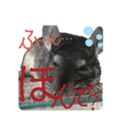 日常にチンチラを添える（個別スタンプ：16）