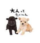 ぐりたろう＆てんすけ（個別スタンプ：2）