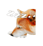 ぼくはゴロー！（個別スタンプ：1）