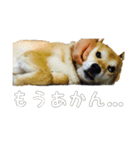 ぼくはゴロー！（個別スタンプ：2）
