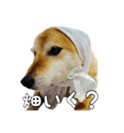 ぼくはゴロー！（個別スタンプ：3）