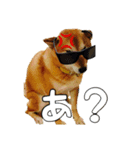 ぼくはゴロー！（個別スタンプ：4）
