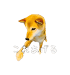 ぼくはゴロー！（個別スタンプ：5）