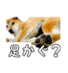 ぼくはゴロー！（個別スタンプ：6）