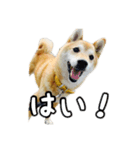 ぼくはゴロー！（個別スタンプ：7）
