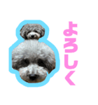 しゅーとちゃちゃ（個別スタンプ：5）