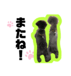 しゅーとちゃちゃ（個別スタンプ：7）