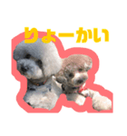 しゅーとちゃちゃ（個別スタンプ：8）