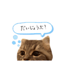 ぽっちゃんの日常スタンプ（個別スタンプ：6）