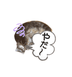ぽっちゃんの日常スタンプ（個別スタンプ：20）