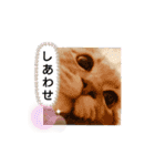 ぽっちゃんの日常スタンプ（個別スタンプ：24）