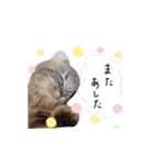 ぽっちゃんの日常スタンプ（個別スタンプ：29）