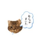 ぽっちゃんの日常スタンプ（個別スタンプ：38）