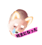 毎日かわべ（個別スタンプ：3）