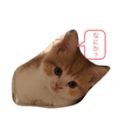 mieちゃん（個別スタンプ：3）