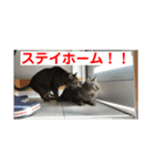 フルート＆チェロ【猫界の革命児】（個別スタンプ：1）