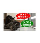 フルート＆チェロ【猫界の革命児】（個別スタンプ：2）