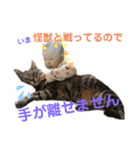 こんにちはマッシュです！（個別スタンプ：13）