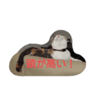 頭が高い（個別スタンプ：1）