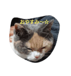 頭が高い（個別スタンプ：7）