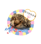 満天ライフ（個別スタンプ：16）