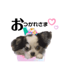 チワワのチョコと仲間たち♡（個別スタンプ：4）