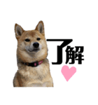 チワワのチョコと仲間たち♡（個別スタンプ：11）