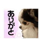 チワワのチョコと仲間たち♡（個別スタンプ：16）