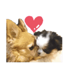 チワワのチョコと仲間たち♡（個別スタンプ：29）