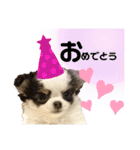 チワワのチョコと仲間たち♡（個別スタンプ：31）