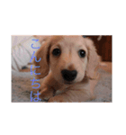 愛犬佐助（個別スタンプ：1）