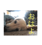 愛犬佐助（個別スタンプ：2）