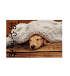 愛犬佐助（個別スタンプ：3）