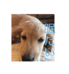 愛犬佐助（個別スタンプ：4）