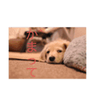 愛犬佐助（個別スタンプ：5）