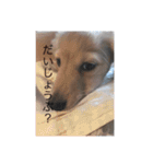 愛犬佐助（個別スタンプ：6）