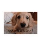 愛犬佐助（個別スタンプ：7）