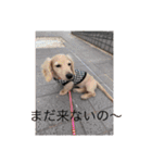愛犬佐助（個別スタンプ：8）