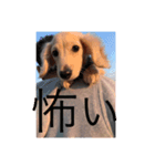 愛犬佐助（個別スタンプ：10）