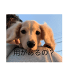 愛犬佐助（個別スタンプ：11）