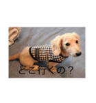 愛犬佐助（個別スタンプ：12）