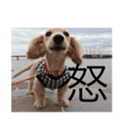 愛犬佐助（個別スタンプ：13）
