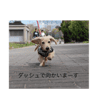 愛犬佐助（個別スタンプ：14）