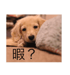 愛犬佐助（個別スタンプ：15）