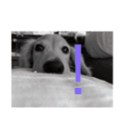 愛犬佐助（個別スタンプ：16）
