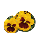 お花で遊ぼう（個別スタンプ：3）