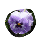 お花で遊ぼう（個別スタンプ：5）